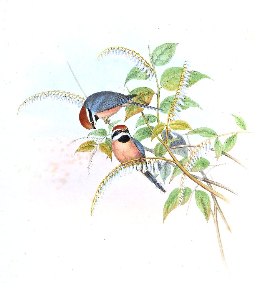 PsaltriaErythrocephalaGould