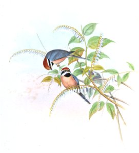 PsaltriaErythrocephalaGould