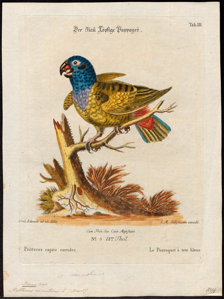 Psittacus menstruus - 1700-1880 - Print - Iconographia Zoologica - Special Collections University of Amsterdam - UBA01 IZ18600083