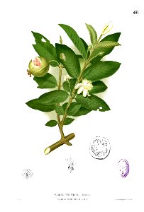 Psidium guajava Blanco1.48