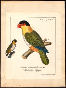 Psittacus melanocephalus - 1700-1880 - Print - Iconographia Zoologica - Special Collections University of Amsterdam - UBA01 IZ18600073