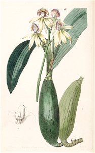 Prosthechea cochleata (as Epidendrum lancifolium)-Edwards vol 28 pl 50 (1842). Free illustration for personal and commercial use.