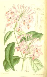 Pseuderanthemum malaccense 137-8368