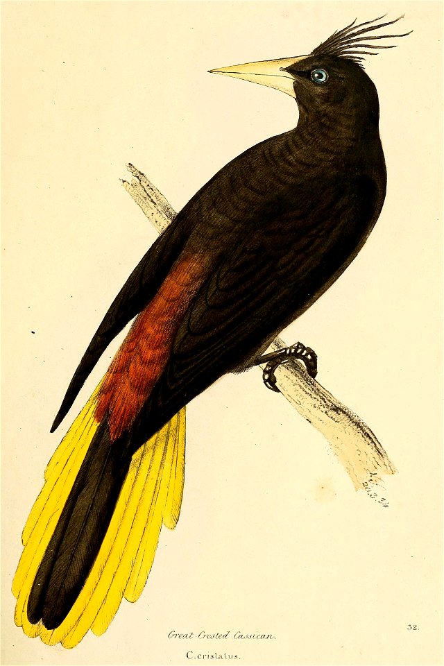 Psarocolius decumanus 1841