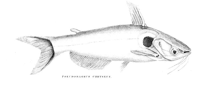 PseudobagrusChryseusDay