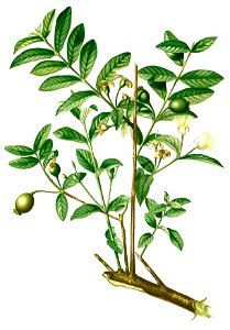 Psidium guajava Blanco1.172-cropped