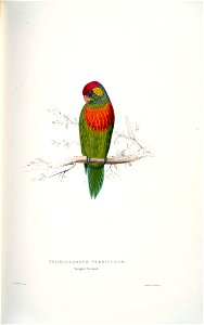 Psitteuteles versicolor - Variegated parrakeet -by Edward Lear
