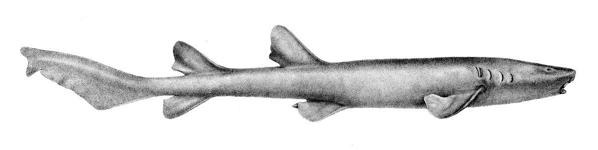 Pseudoginglymostoma brevicaudatum