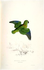 Psittacula torquata -Collared parrakeet -Edward Lear painting