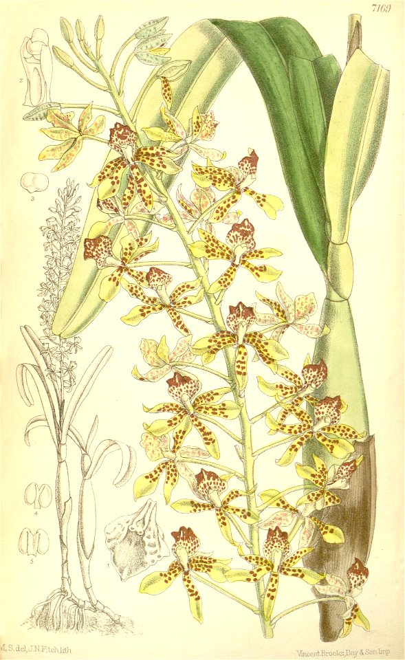 Prosthechea sceptra (as Epidendrum sceptrum) - Curtis' 117 (Ser. 3 no. 47) pl. 7169 (1891)