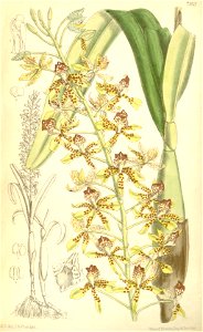 Prosthechea sceptra (as Epidendrum sceptrum) - Curtis' 117 (Ser. 3 no. 47) pl. 7169 (1891). Free illustration for personal and commercial use.