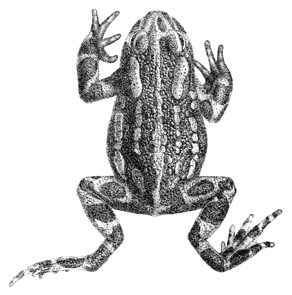 Pseudepidalea latastii