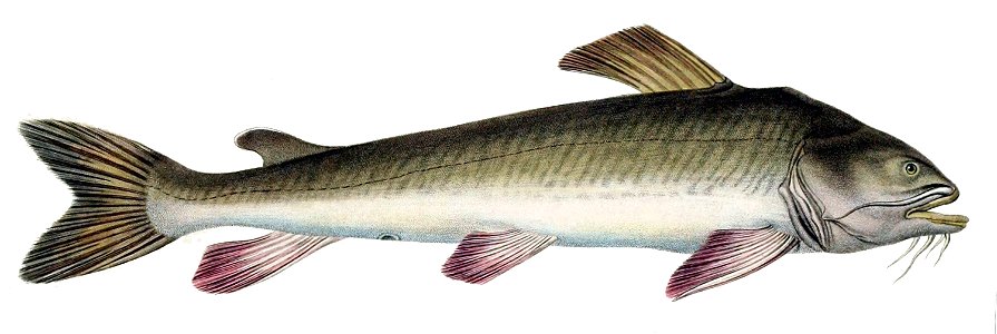 Pseudopimelodus mangurus