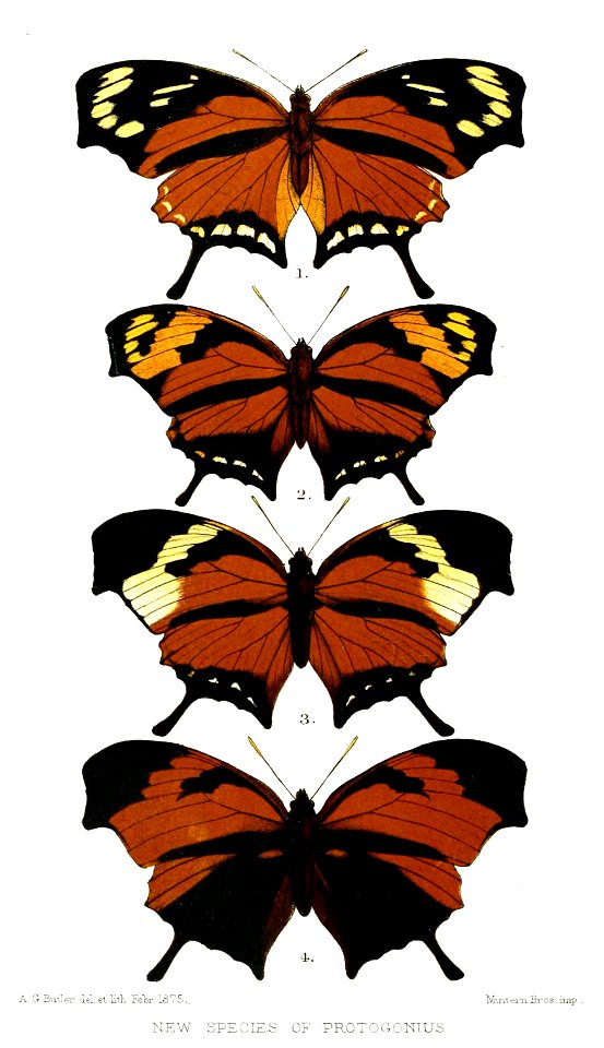 ProtogoniusButler