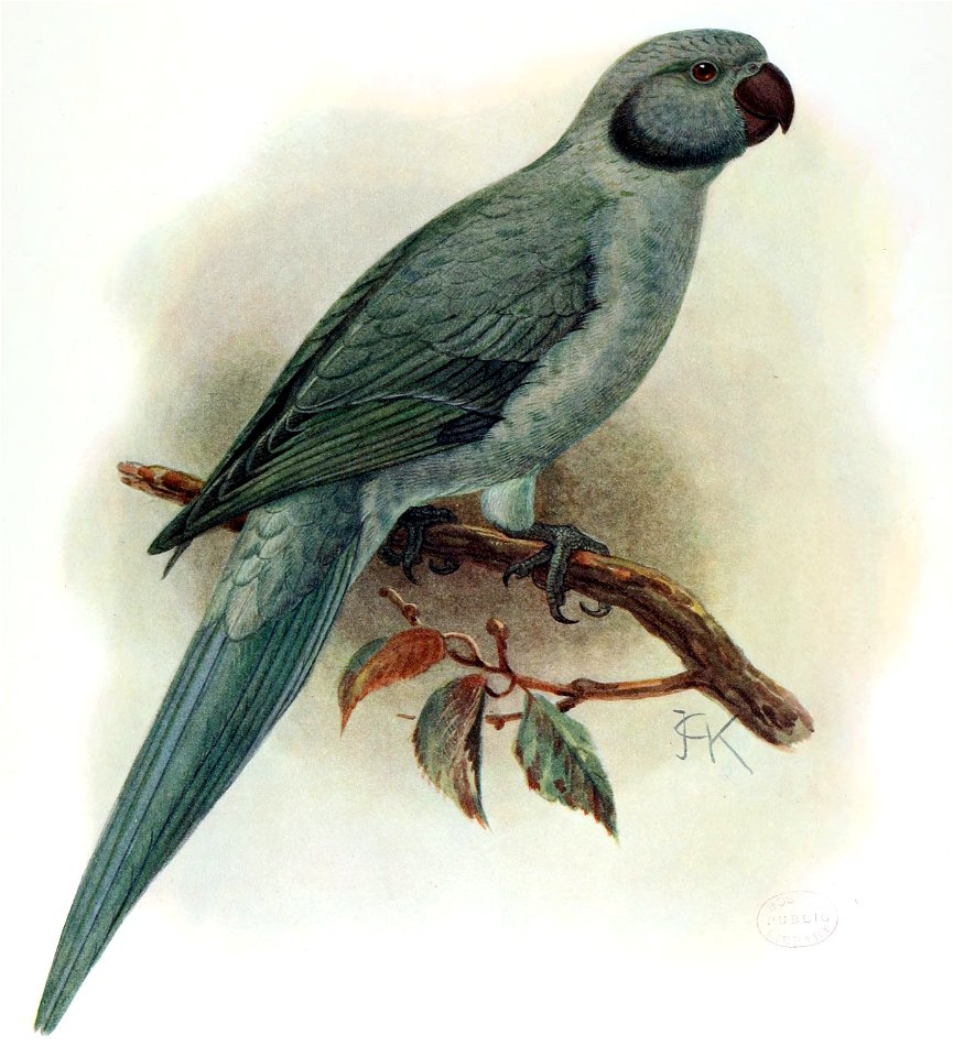 Psittacula exsul (extinct) by J.G. Keulemans