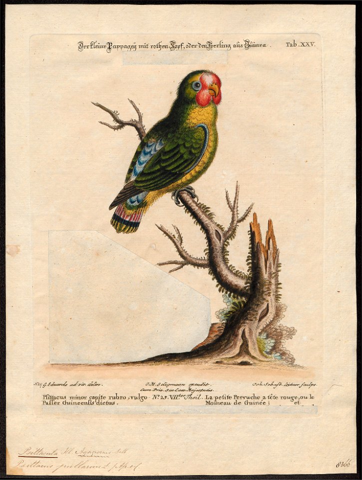 Psittacula pullaria - 1700-1880 - Print - Iconographia Zoologica - Special Collections University of Amsterdam - UBA01 IZ18600147