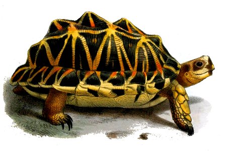 Psammobates tentorius
