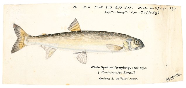 Prototroctes oxyrhynchus