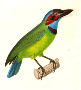 Psilopogon duvaucelii 1838