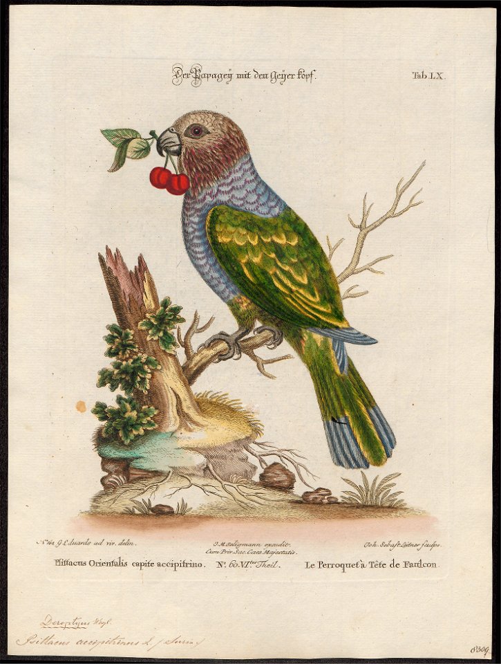 Psittacus accipitrinus - 1700-1880 - Print - Iconographia Zoologica - Special Collections University of Amsterdam - UBA01 IZ18600091