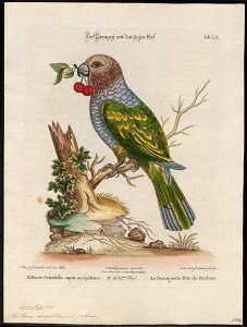 Psittacus accipitrinus - 1700-1880 - Print - Iconographia Zoologica - Special Collections University of Amsterdam - UBA01 IZ18600091
