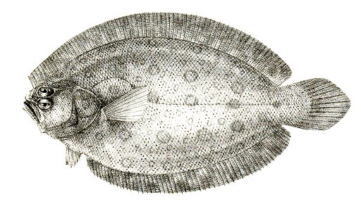 Pseudorhombus arsius Suzini 91