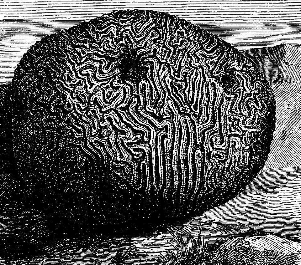 PSM V01 D274 Brain coral