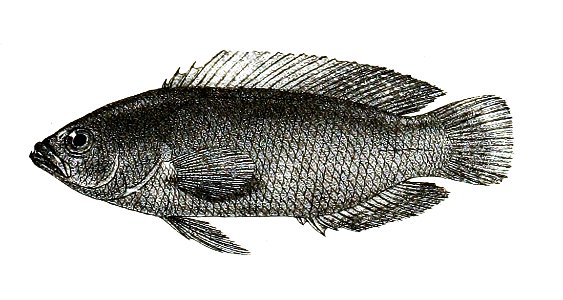 Pseudochromis xanthocher Ford 58