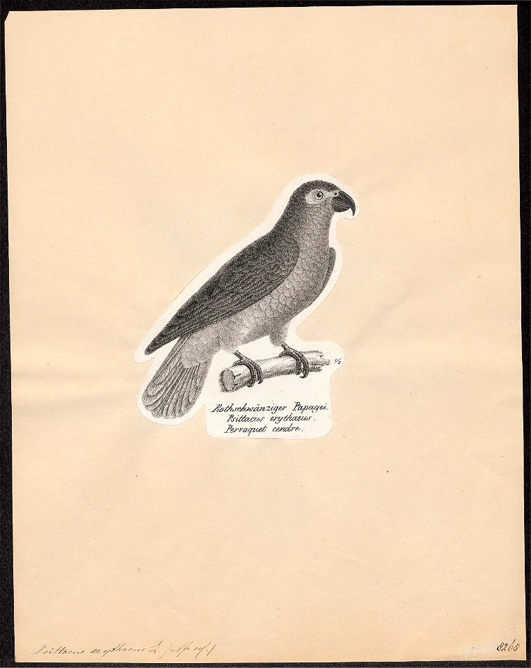Psittacus erythacus - 1809-1845 - Print - Iconographia Zoologica - Special Collections University of Amsterdam - UBA01 IZ18600067