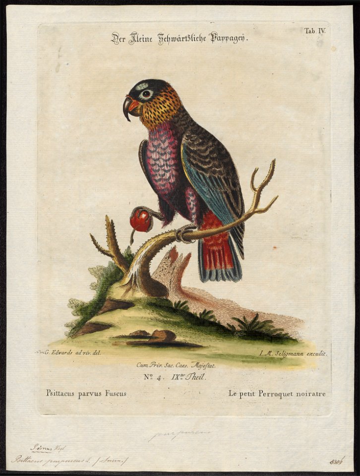 Psittacus fuscus - 1700-1880 - Print - Iconographia Zoologica - Special Collections University of Amsterdam - UBA01 IZ18600089