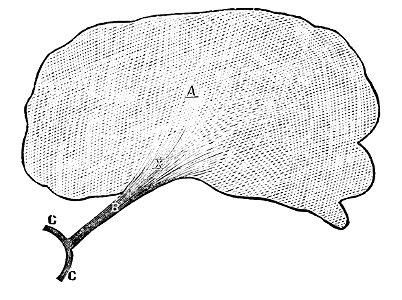 PSM V01 D473 Brain optic nerve