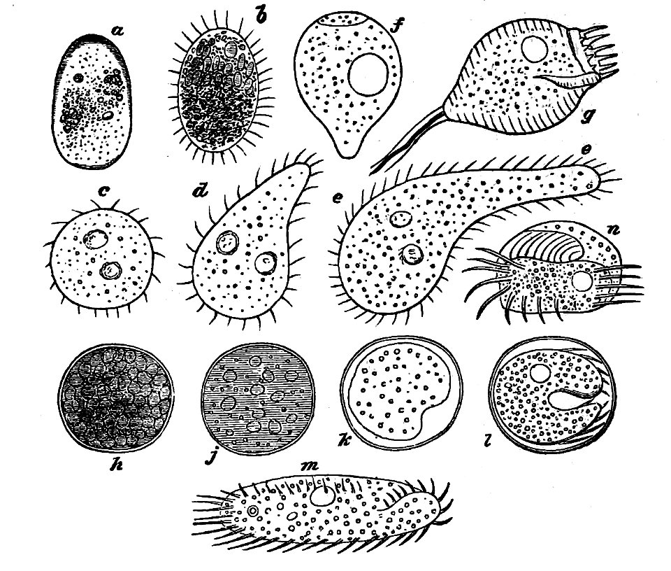 PSM V02 D102 Ciliated infusoria