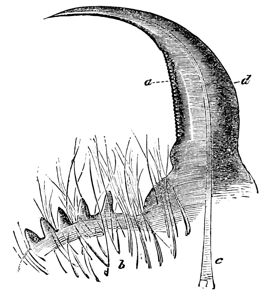 PSM V01 D692 Spider mandible