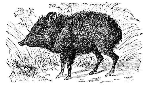 PSM V02 D153 Peccary