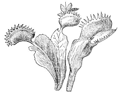 PSM V02 D304 Venus fly trap