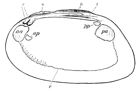 PSM V07 D590 Right valve of a fresh water mussel