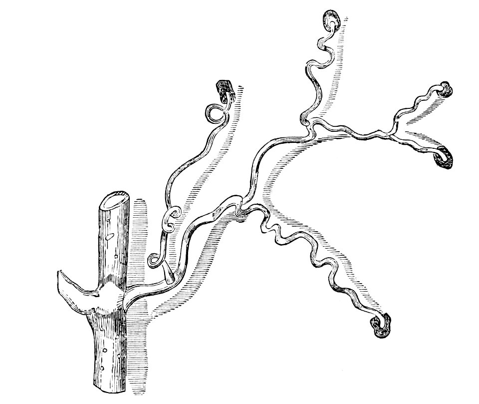 PSM V02 D300 Climbing plant