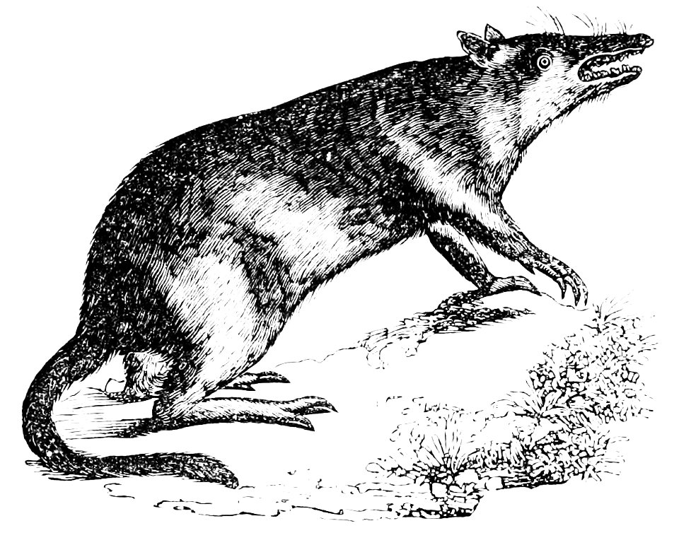 PSM V08 D435 Long nosed bandicoot