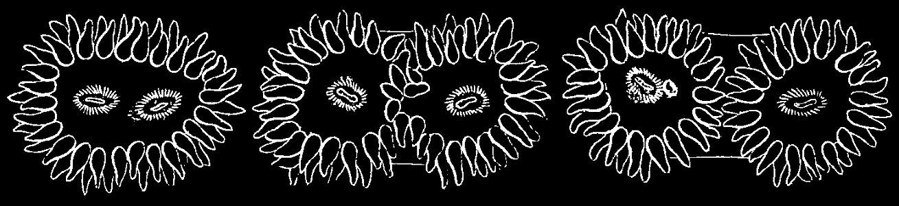 PSM V01 D272 Multiplication of polyps by spontaneous fission