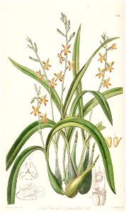 Prosthechea ochracea (as Epidendrum ochraceum) - Edwards vol 24 (NS 1) pl 26 (1838)