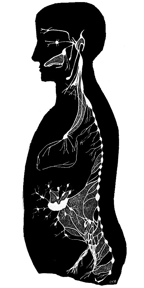 PSM V01 D427 Organic nervous system