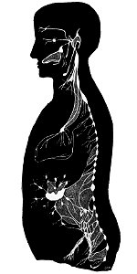 PSM V01 D427 Organic nervous system