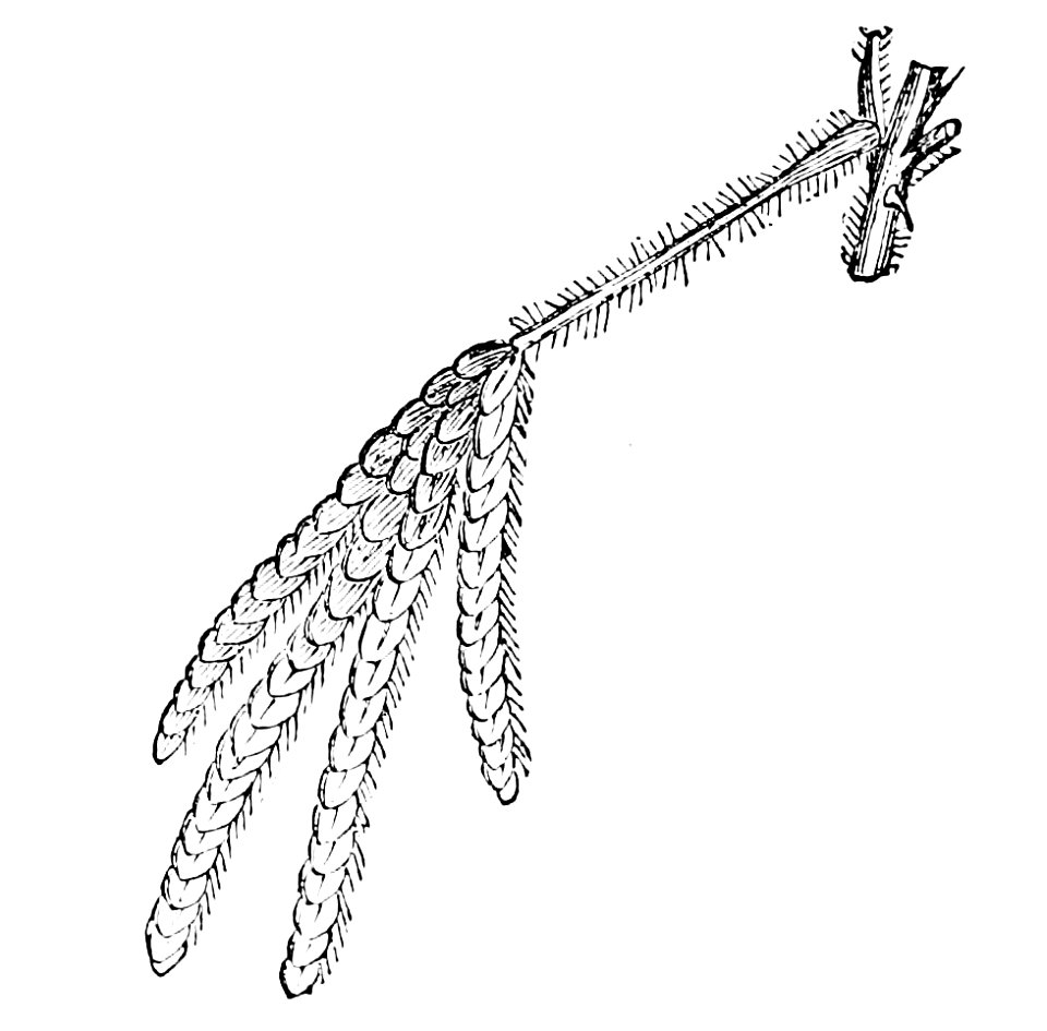 PSM V02 D302 Mimosa pudica