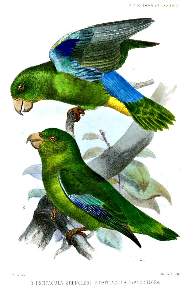 PsittaculaSmit