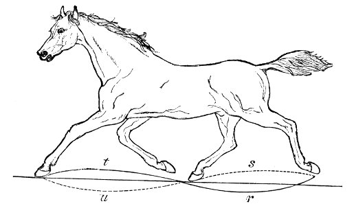 PSM V04 D551 Horse in the act of trotting