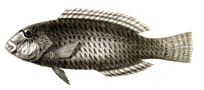 Pseudoscarus rivulatus Mintern 87