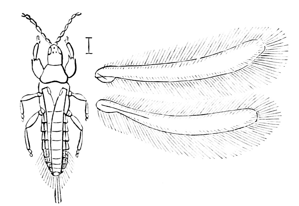PSM V05 D174 Thrips