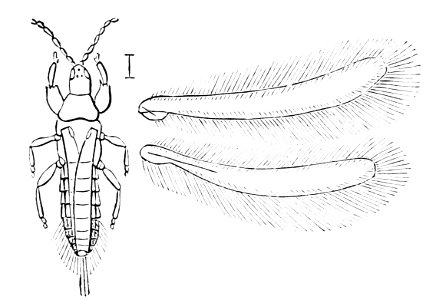 PSM V05 D174 Thrips