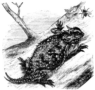 PSM V02 D697 Horned frog