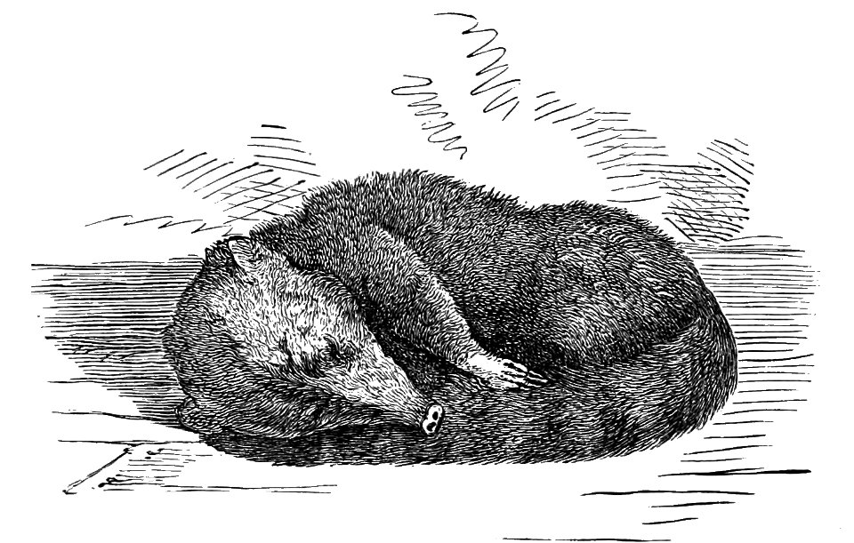 PSM V02 D150 Coati mondi asleep